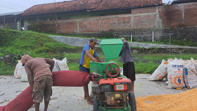 BISNIS JASA PERONTOK BAGAL  JAGUNG, LUMAYAN